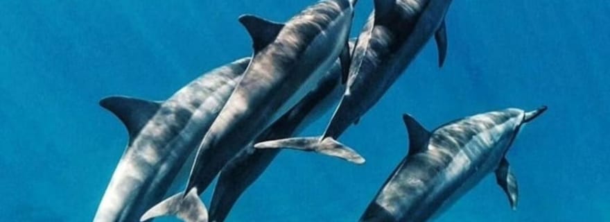 Zanzibar : Mnemba, plongée avec tuba, observation des dauphins et balade à cheval