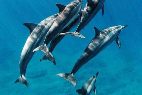 Zanzibar: Mnemba Snorkling, delfiner och ridningPrivat: med upphämtning från hotell och avgifter för både Mnemba och häst