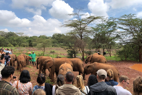 Olifantenweeshuis en Nairobi National Park 's middags spel