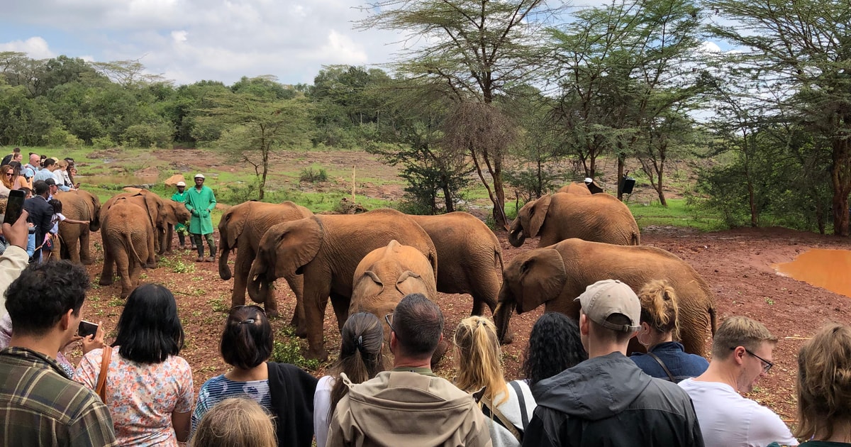 Parco Nazionale Di Nairobi Santuario Degli Elefanti E Centro Delle parco-nazionale-di-nairobi-santuario-degli-elefanti-e-centro-delle