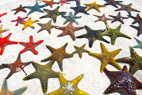 Starfish Adventure, Lunch at The Rock, Mnemba Dolphin Tour