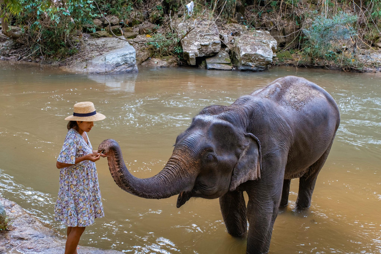 Krabi: Experiencia ética de cuidado de elefantes con traslado al hotelKrabi: Experiencia ética de cuidado de elefantes con servicio de recogida del hotel