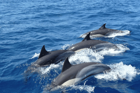 Mirissa : Observation des baleines et des dauphins