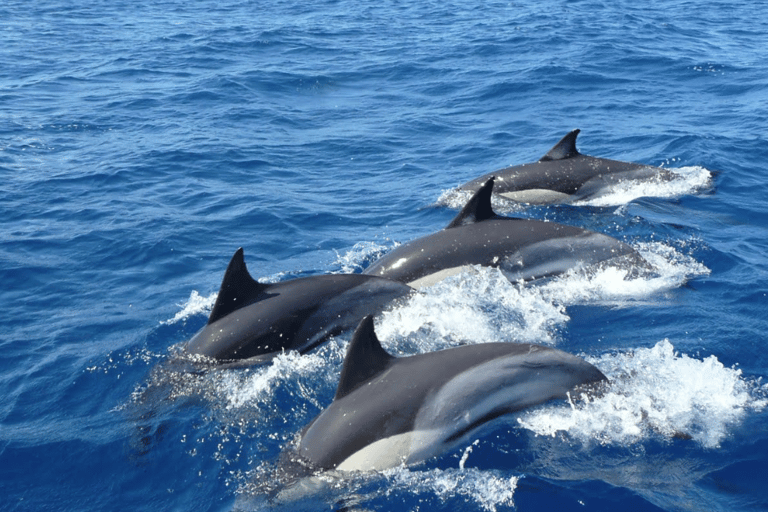 Mirissa: Walvis- en dolfijnobservatietour