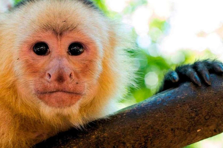 Depuis Tambopata : Randonnée dans la jungle amazonienne et lac Sandoval 1 jour