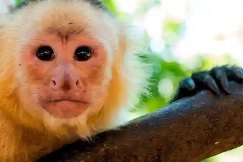 From Tambopata: Amazon Jungle Hike and Lake Sandoval 1-Day