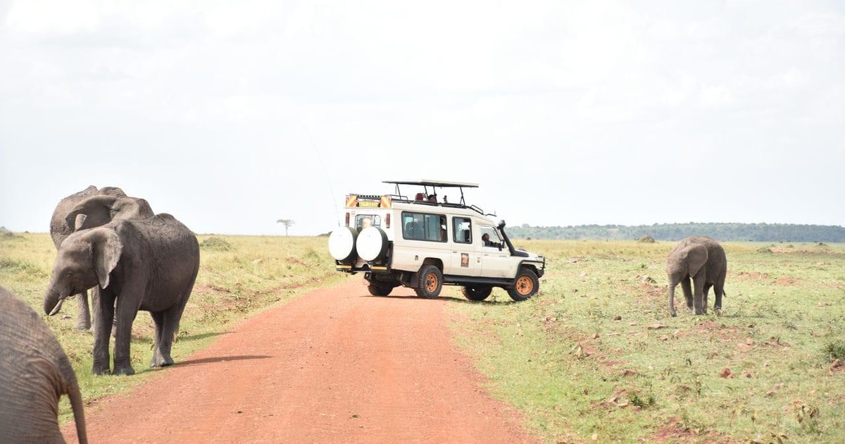 Safari Ol Pejeta Jezioro Nakuru I Masai Mara GetYourGuide