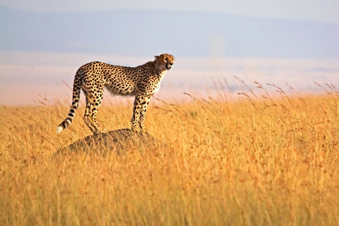 Kenia: 9-dniowe safari Masaai MaraKenia: 9-dniowe safari Masajów Mara