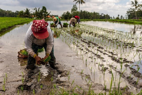 Ubud: Downhill Cycling with Volcano, Rice Terraces and Meal