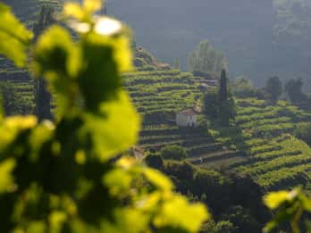 Samos: Nightingale Valley Manolates Hiking with Bus Transfer