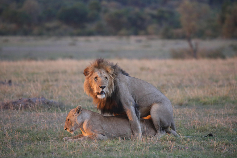 3 days and 2 nights masai mara safari from nairobi (Copy of) 3 days and 2 nights masai mara safari from nairobi