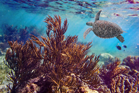 Puerto Morelos : snorkeling et déjeuner