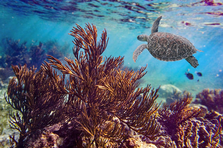 Puerto Morelos Snorkel z obiadem