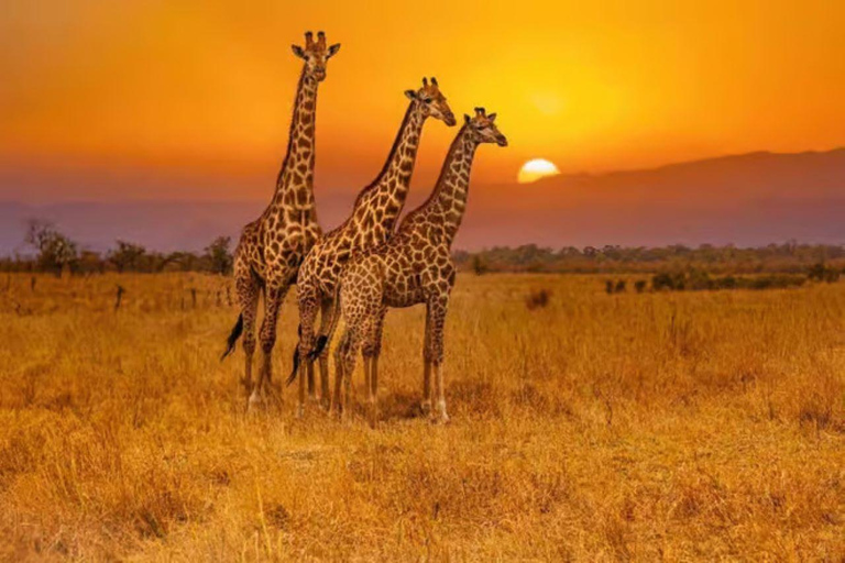 2 days 1 night saltlick safari from Diani/Mombasa.