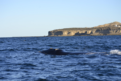Península Valdés: Whale Watching Boat Tour with Guide