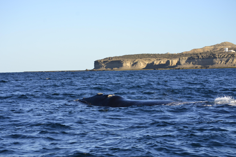 Península Valdés: Whale Watching Boat Tour with Guide