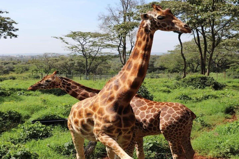 Tour particular de 2 horas no Giraffe Centre em Nairóbi