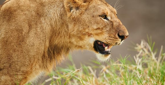 From Zanzibar: 3-Day Selous Safari, Boat Tour & Maasai Visit