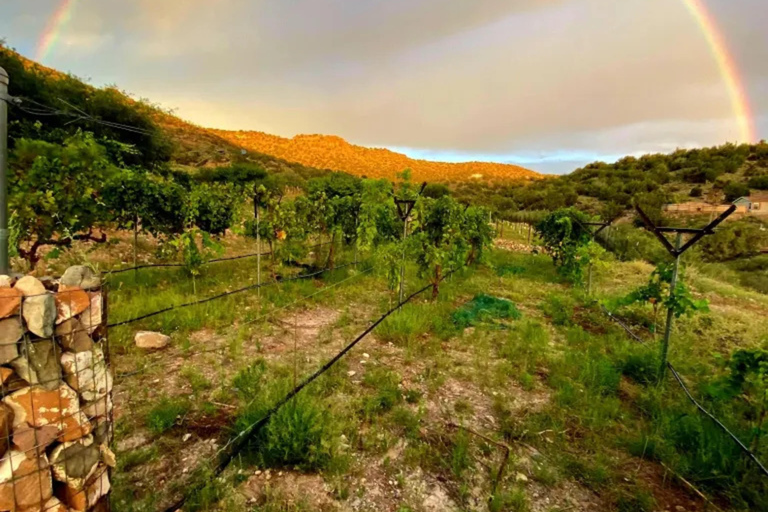 From Phoenix: Vortex to Vineyard Shared Tour Private Group 1-5