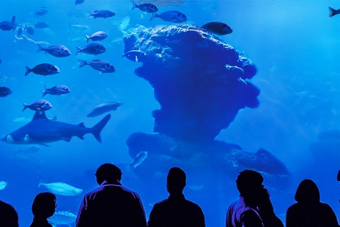 Mallorca: toegangsticket voor het Palma Aquarium met 3D-bioscoop