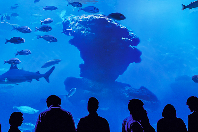 Mallorca: Palma Aquarium Entry Ticket w/ Optional 3D Cinema02. Ticket with 3D Cinema