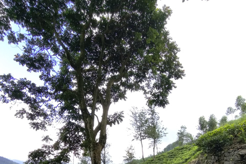 Thangappuwa Falls: Explore One of Knuckles’ 7 Cascades