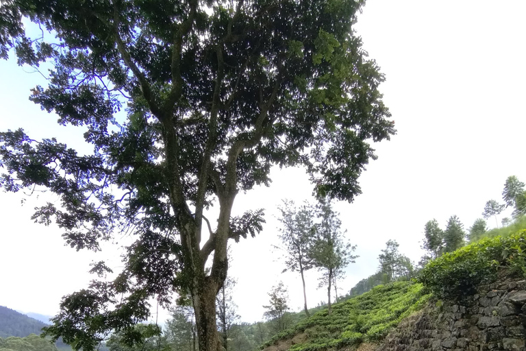 Thangappuwa Falls: Explore One of Knuckles’ 7 Cascades