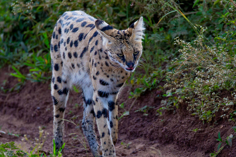 Nairobi: National Park Guided Game Drive Nairobi National Park Private Game Drive