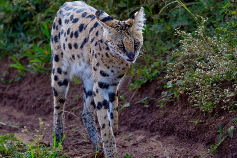 Nairobi: National Park Guided Game Drive Nairobi National Park Private Game Drive