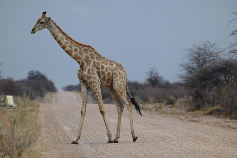 Windhoek: 3-Day Guided Safari in Etosha with Lodge