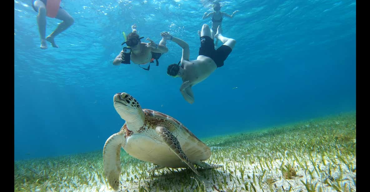 The Cozumel Turtle Sanctuary Snorkel Tour | GetYourGuide