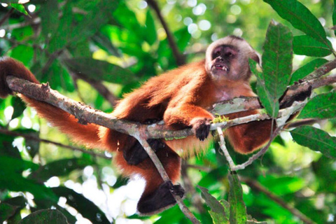 Excursion à Tambopata pour observer les singes 2D/1N