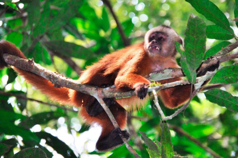 Excursion à Tambopata pour observer les singes 2D/1N