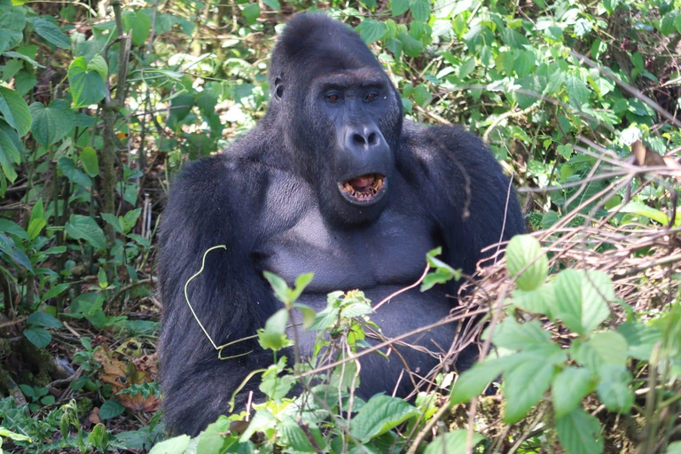 Desde Kigali: Safari de 4 días de senderismo con gorilas y chimpancés