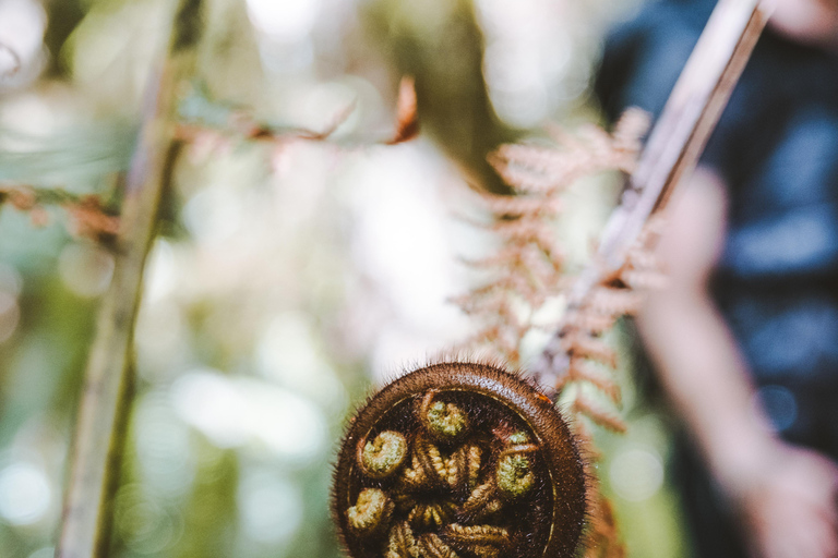 Te Anau: Lake Marian Guided Day Hike with Lunch