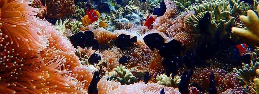 Île de Menjangan : excursion de plongée avec tuba et déjeuner