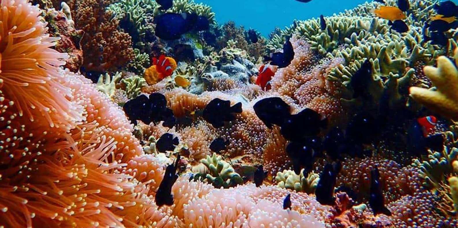 Menjangan Island: Snorkeling Tour with Lunch