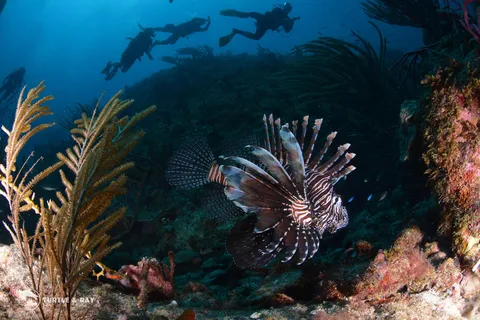 Curacao: 2-Tank Guided Dive Trip for Certified Divers
