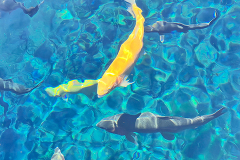 Från Tokyo: Fuji-berget eller Hakone Sightseeing Privat dagstur