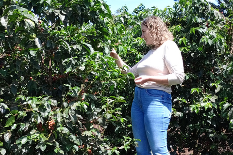 TOUR GIORNALIERO DELLA FATTORIA DEL CAFFÈ FAIRVIEW