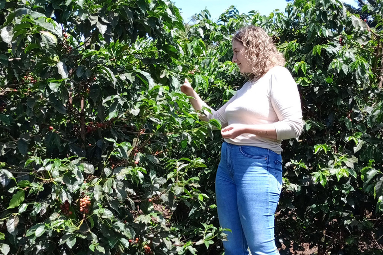 TOUR GIORNALIERO DELLA FATTORIA DEL CAFFÈ FAIRVIEW