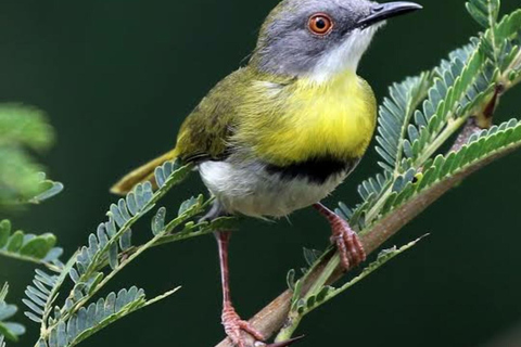 6 ore di birdwatching nel parco nazionale di Nairobi