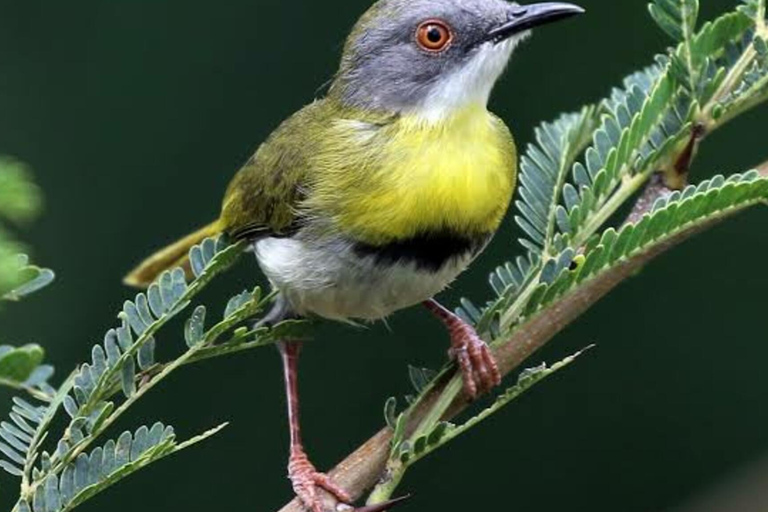 6 uur vogels kijken in nationaal park Nairobi