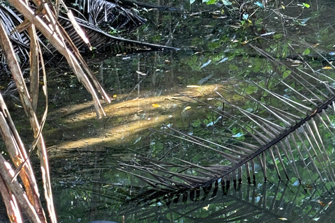 Puerto Jimenez: Parque Nacional Corcovado 2 Dias 1 Noche (boat in &amp; out)