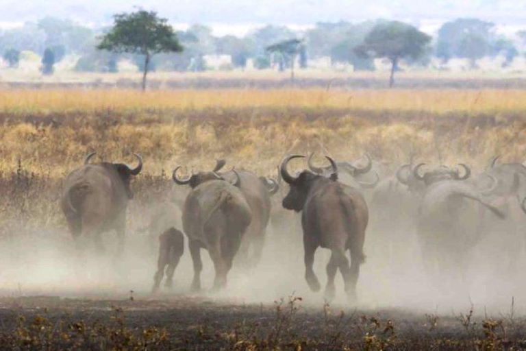 4 Days Tanzania Private Safari