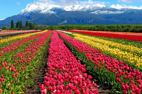 Bariloche: Lavender Farm Guided Tour with Tea Service