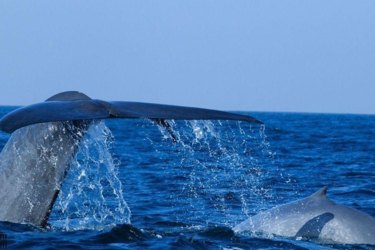 Galle: Mirissa Majesty: Exklusive Wal- und Delfin-KreuzfahrtMorgen: Mirissa Majesty: Exklusive Wal- und Delfin-Kreuzfahrt