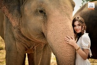 Pattaya, Elephant Jungle Sanctuary Feeding Experience - Housity