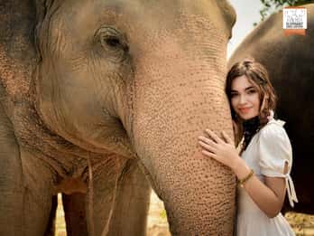 Pattaya: Elephant Jungle Sanctuary Feeding Experience