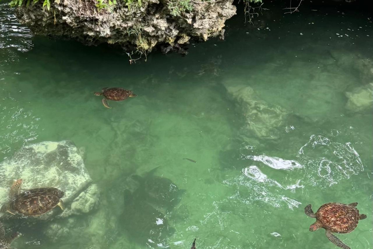 Jozani Forest & Turquoise Waters Turtle Swim at Salaam Cave TOUR WITHOUT HOTEL PICKUP AND DROP OFF